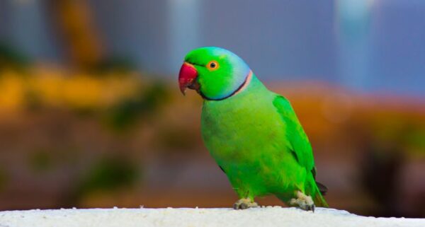 Indian Ringneck Parrot
